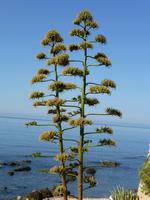 blühende Agave in Alghero