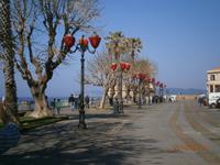 Alghero - Promenade der Elefantenfussbäume