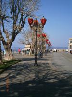 Alghero - Promenade der Elefantenfussbäume