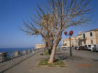 Alghero - Promenade der Elefantenfussbäume