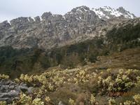 Col de Vergio - blüchende Wiese mit Christrosen