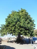 Cagliari (Elefantenbaum)