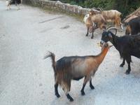 Ziegen auf der Straße...