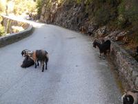 Ziegen auf der Straße...