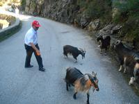 Ziegen auf der Straße...