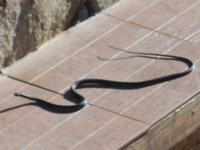 Balagne (Fauna an der Nordwestküste der Insel Korsika)