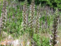 Acanthus
