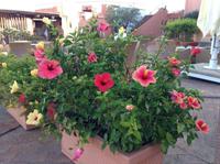 Hibiskusblüten