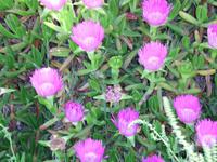 Hottentottenblume