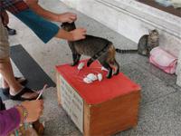 Katz und Maus