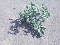 Strandflora