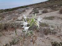 am Strand von Tharros