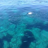 blaue Fische