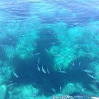 blaue Fische