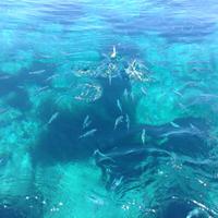 blaue Fische