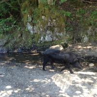 die wilden Schweine
