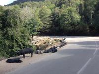 noch mehr Schweine