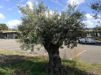 schöner Olivenbaum