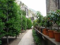 Erste Eindrücke vom Zitronengewächshaus, der Limonaia del Castel.