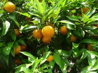 Zu Citrusfrüchten zählen auch Orangen.