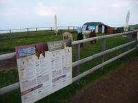 Hier kann man über Alpakas nachlesen.