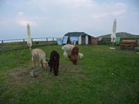 Wie Kuscheltiere ...