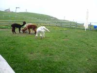 Eine farbenfrohe kleine Herde.