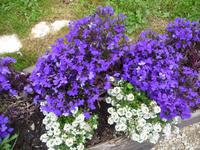 Blumenpracht auf 1800 m.