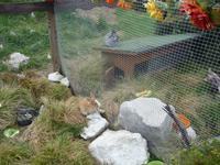 Auch den Häschen geht es gut in in dieser Höhe.