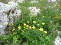 Die Trollblume, ein Hahnenfußgewächs im Gebirge ansässig.