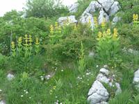 Ein Wolfsmilchgewächs sehr attraktiv zwischen Kalkfelsbrocken in 1800 m Höhe.
