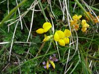 Auch die Gelbe Spargelbohne erfreut den Betrachter.