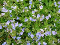 Großartig die Vielfalt der wilden Blumen auf dem Berg. Hier: Ehrenpreis.