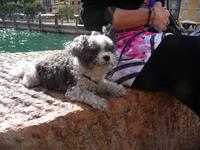 auch das Hündchen scheint sehr beeindruckt zu sein.