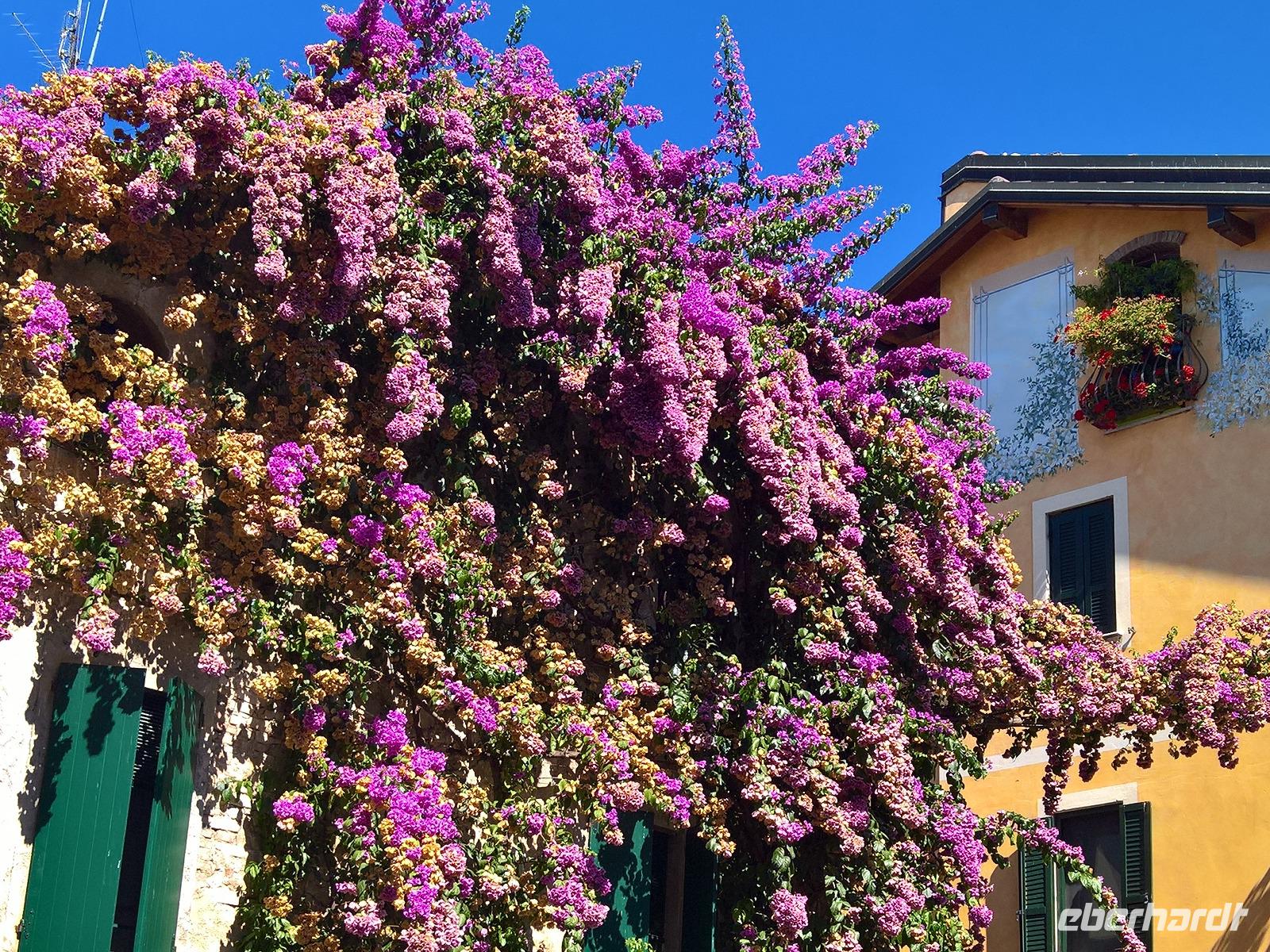 Bougainvillen reichlich.