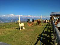 Alpakas auf der Hochfläche des Monte Baldo.