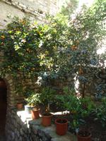 45_Limone-_Limonaia_1