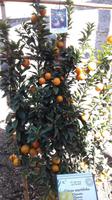 11_Limone_Impressionen_1