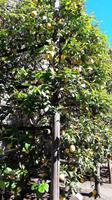 9_Limone_Rundgang Gewächshaus_1