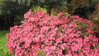 1-Bellagio, Villa Melzi_009