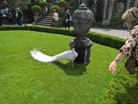 Ein weißer Pfau im Garten des Palastes.