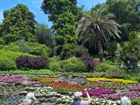 Blumenpracht unter Palmen.