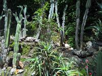 Auch Kakteen sind zu bewundern.