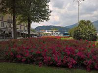Blumenpracht in Como am Hafen.