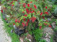 Blumen aus aller Welt im Botanischen Garten von André Heller.