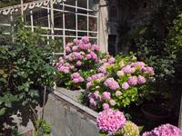 Prächtige Hortensien.