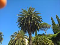 ... prächtige Palmen  ...