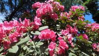 4-Villa Carlotta_004