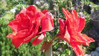 5-Heller Garten_008