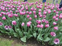 Parco Sigurta in Valeggio sul Mincio